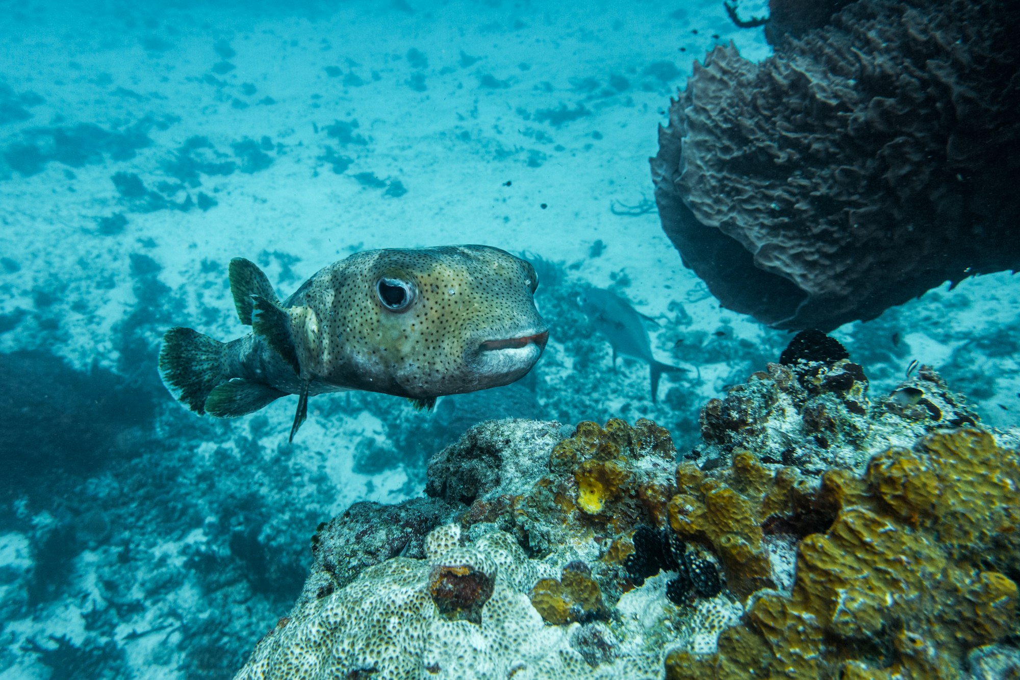 close up of a Porcupinefish, Diodon hystrix . scuba diving